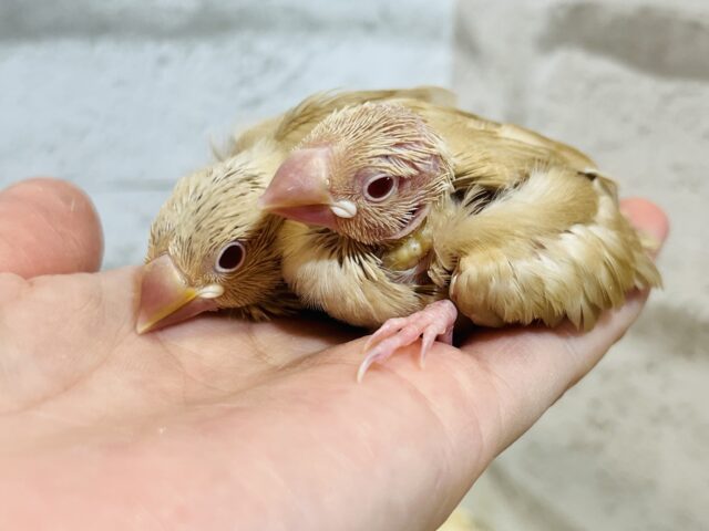 シナモン文鳥