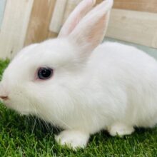 最新画像あります⭐️瞳の色が魅力的です✨透明感のあるドワーフホト❤️