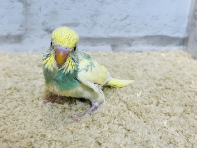 セキセイインコ