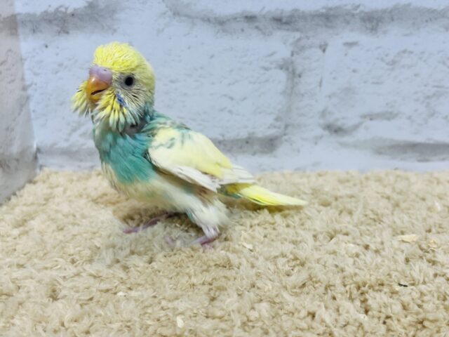 セキセイインコ