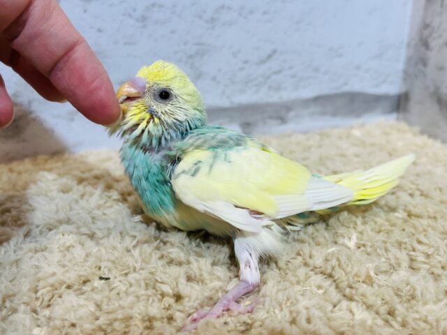 セキセイインコ