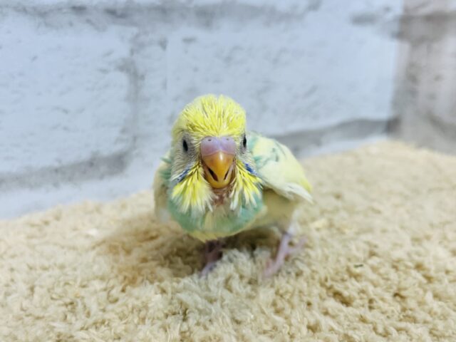 セキセイインコ