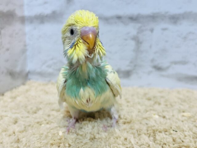 セキセイインコ