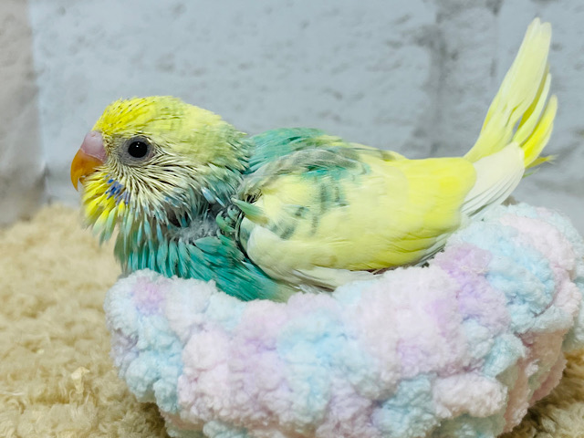 弾けちゃう🫧クリームソーダちゃん🍬セキセイインコ(パステルカラーレインボーパイド) ヒナ