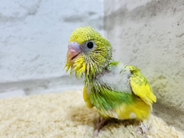 セキセイインコ