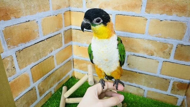 ズグロシロハラインコ