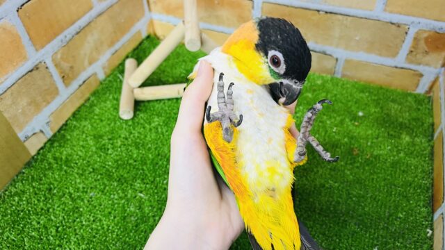 ズグロシロハラインコ