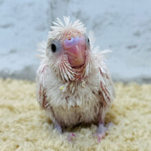 天使降臨🪽まだまだ裸ん坊‪☆‪羽衣セキセイインコ(ダブルファクター) ヒナ