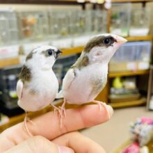 右側の十姉妹さんの記事❣️さし餌2回❣️最新画像🌟トゥインクル🌟リンクなおちび達～～～　十姉妹　白茶