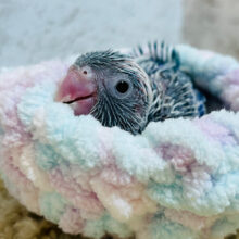 ねむねむボーイ( ´-` ).｡oOマメルリハ(ブルーパイド) 男の子