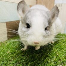 最新動画・画像あり！色の入り方が可愛い男の子❗️チンチラのパイド！！