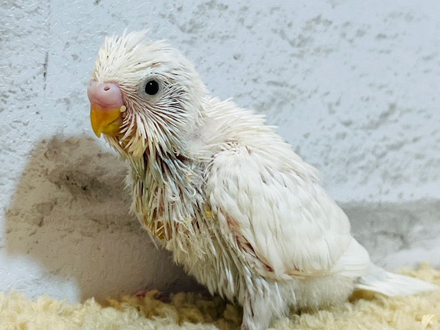 おべんとつけて、ドコ行くのっ♪セキセイインコ(ダブルファクター) ヒナ