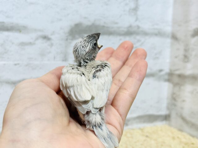 シルバー文鳥