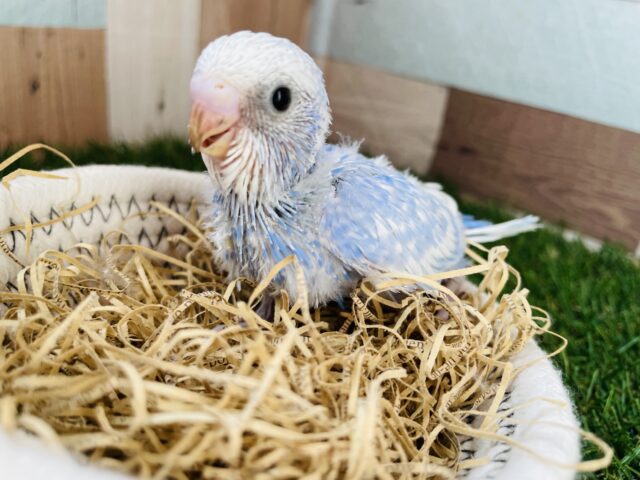 セキセイインコ