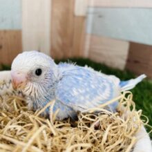 るんるん青空カラー🩵セキセイインコのスパングル！！