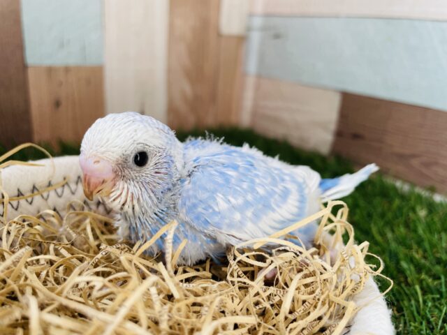 るんるん青空カラー🩵セキセイインコのスパングル！！