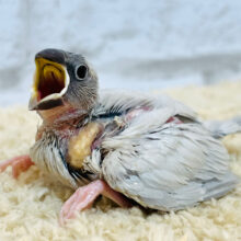食べること大好き♡♡♡シルバー文鳥 ヒナ