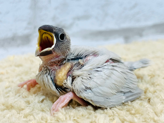 食べること大好き♡♡♡シルバー文鳥 ヒナ