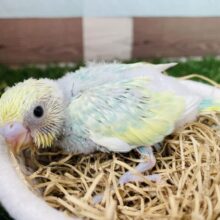 明るいグリーンが可愛すぎますっ😍セキセイインコのパステルカラーレインボー！！