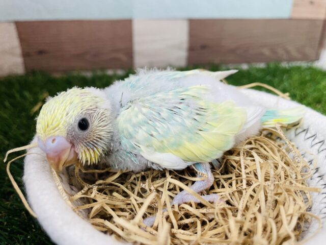 明るいグリーンが可愛すぎますっ😍セキセイインコのパステルカラーレインボー！！