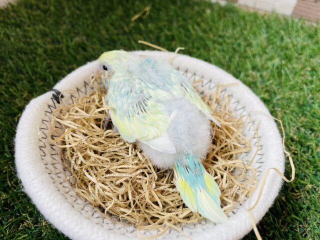 セキセイインコ