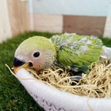 今日も可愛いっ😍人気カラー✨コザクラインコのノーマル！！