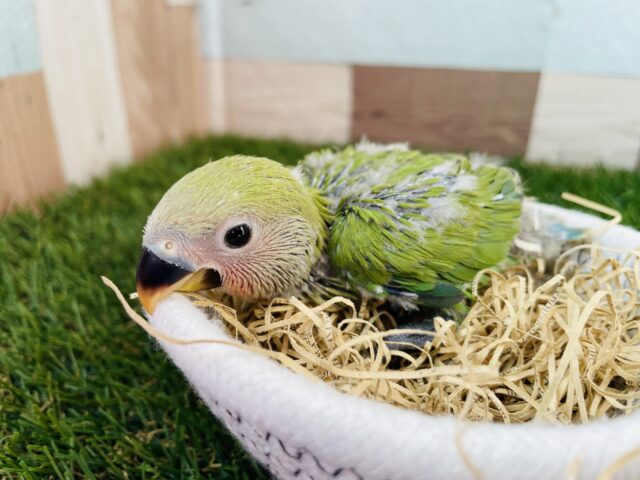 今日も可愛いっ😍人気カラー✨コザクラインコのノーマル！！