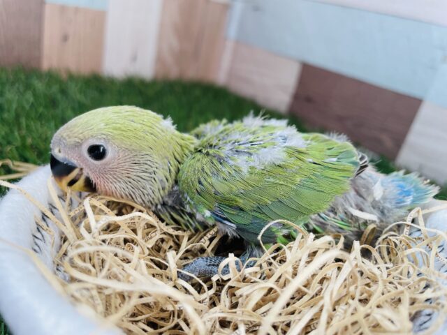 コザクラインコ（小桜インコ）