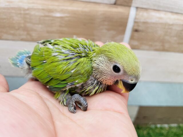 コザクラインコ（小桜インコ）