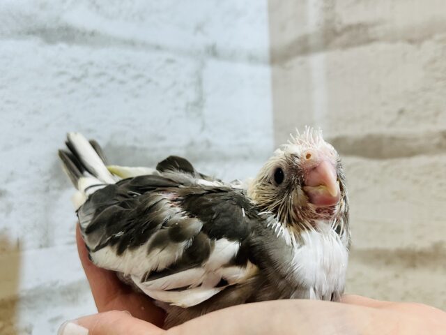 オカメインコ