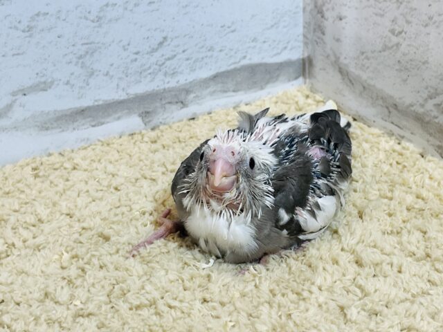 オカメインコ