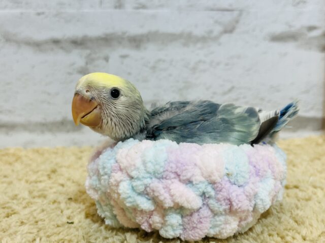 コザクラインコ（小桜インコ）