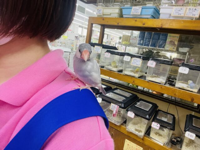 シルバー文鳥