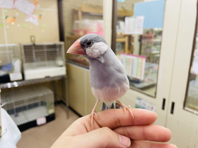 シルバー文鳥