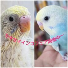 🌟更新🌟 5月限定の～🎏 セキセイインコフェアー🎉