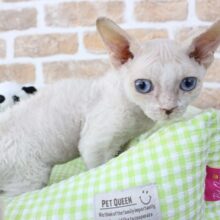 フォースの力⚔️でGOホーム🏠💨デボンレックス・男の子！