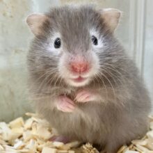 セーブルハムスター　人気カラーのふわふわちゃんです！