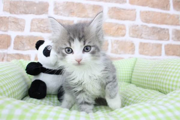 こっそり呼んでね🤗じゃんもちゃん❤🫶🐱ノルウェージャンフォレストキャット・男の子！