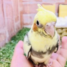 【最新画像更新☆☆】将来はどんな模様になっていくのかな？？　オカメインコ