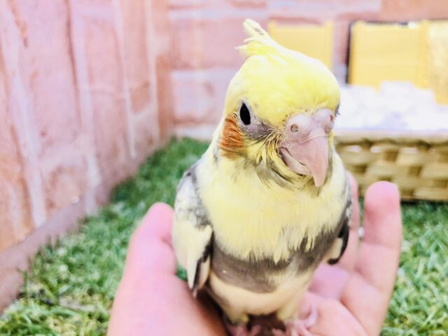 【最新画像更新☆☆】将来はどんな模様になっていくのかな？？　オカメインコ