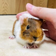 【動画更新🪄】可愛さ最上級♡♡♡イングリッシュモルモット（男の子）