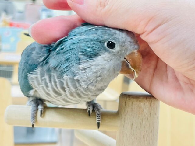 【最新画像更新🪄】おめめくりくり♡オキナインコ(ブルー) ヒナ