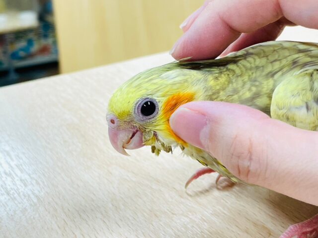 オカメインコ