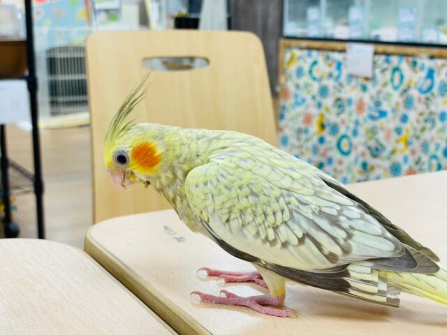 オカメインコ