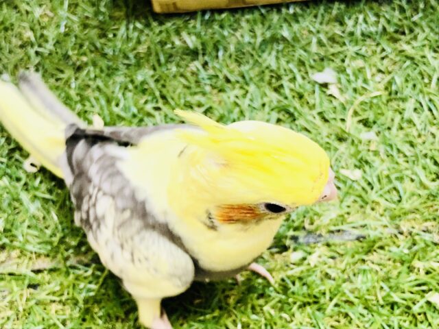 オカメインコ