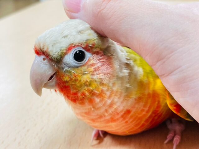 ホオミドリウロコインコ