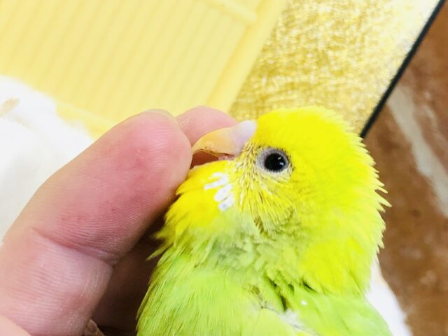 セキセイインコ