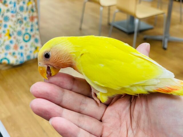 コザクラインコ（小桜インコ）