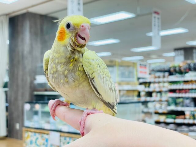 オカメインコ