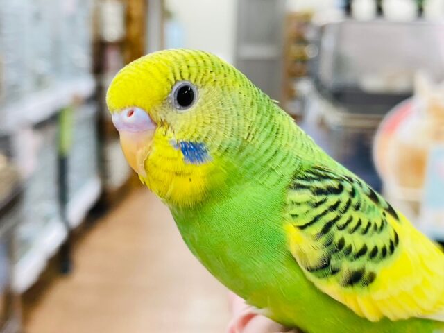 セキセイインコ